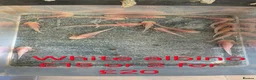 Axolotl reptiles for sale: Axololt Babies - Advert 2