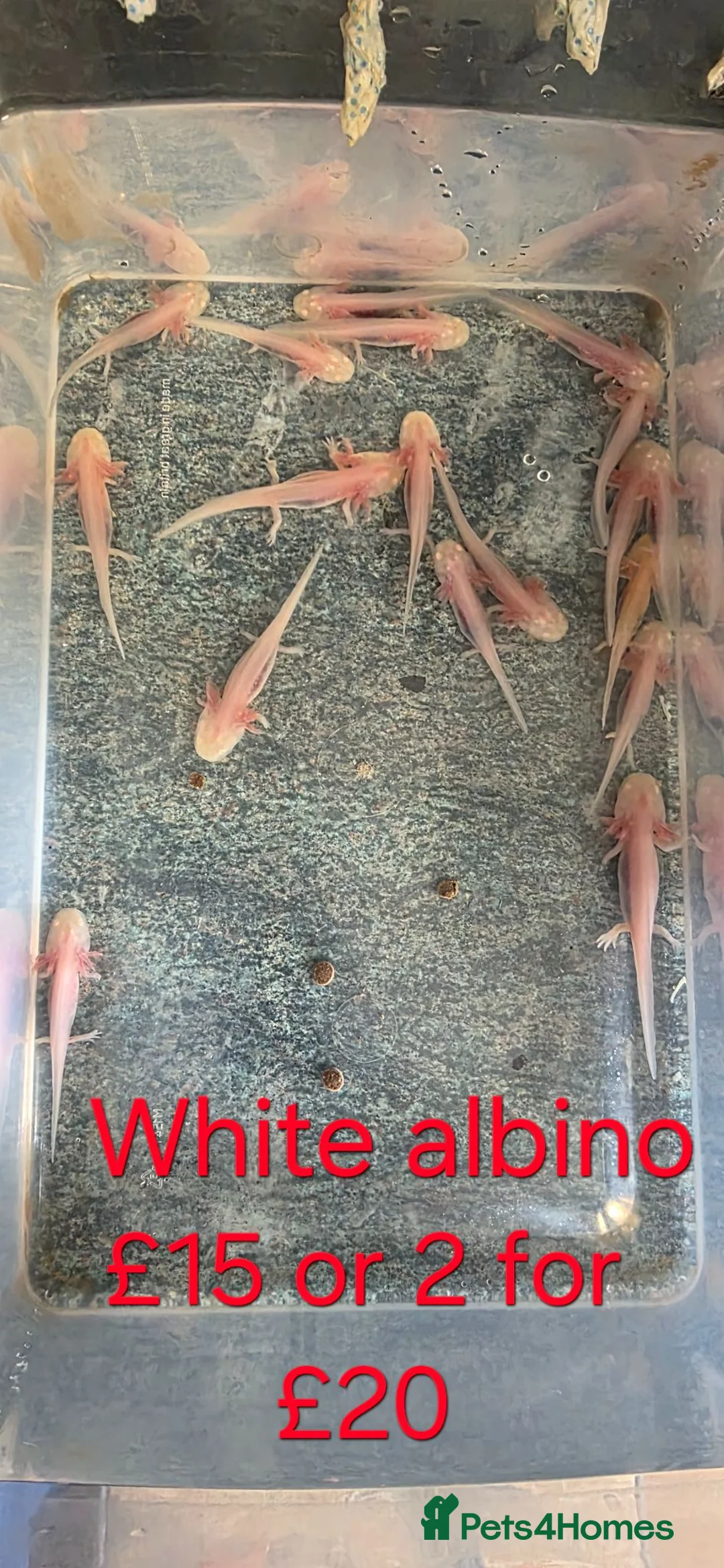 Axolotl reptiles for sale: Axololt Babies - Advert 2