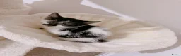 Mixed Breed cats for sale: Milan, black and white kitten - Advert 3