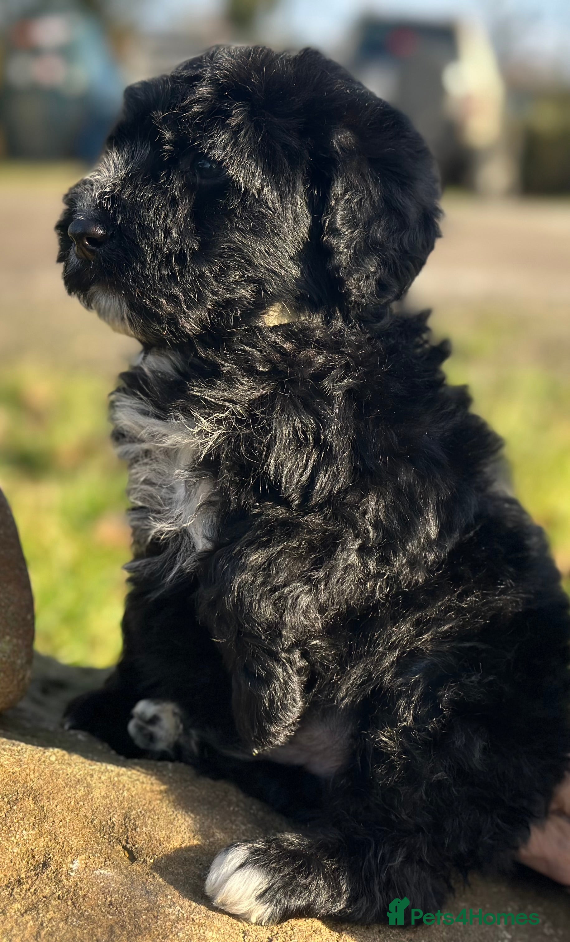 Bernedoodle dogs F1 STANDARD BERNADOODLE VACCINATED FULL VET CHECK - Advert 1