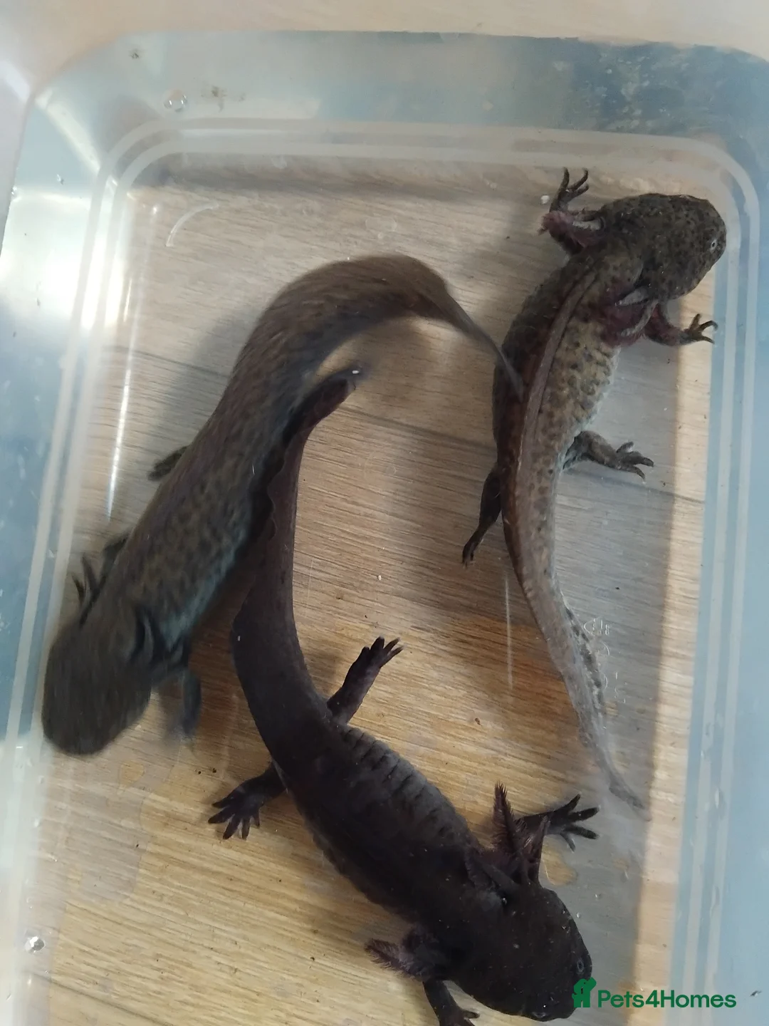 Axolotl reptiles for sale: Female Axolotls 11 mnths old - Advert 9