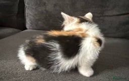 American Shorthair cats for sale: Smart stunning mixed colour kittens  - Image 12