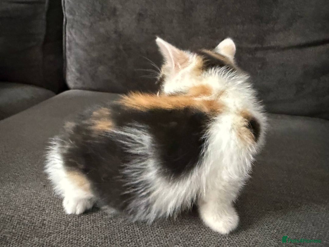 American Shorthair cats for sale: Smart stunning mixed colour kittens  - Image 12