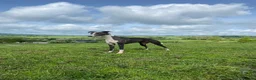 Whippet dogs for sale: ✨Beautiful whippet puppies✨ in Leek - Advert 1