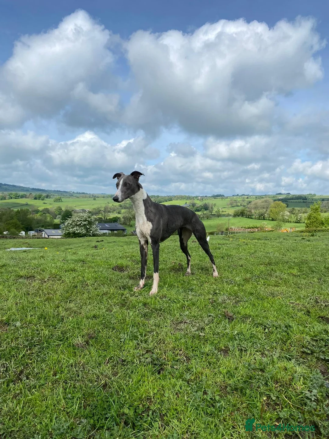 Whippet dogs for sale: ✨Beautiful whippet puppies✨ in Leek - Advert 1