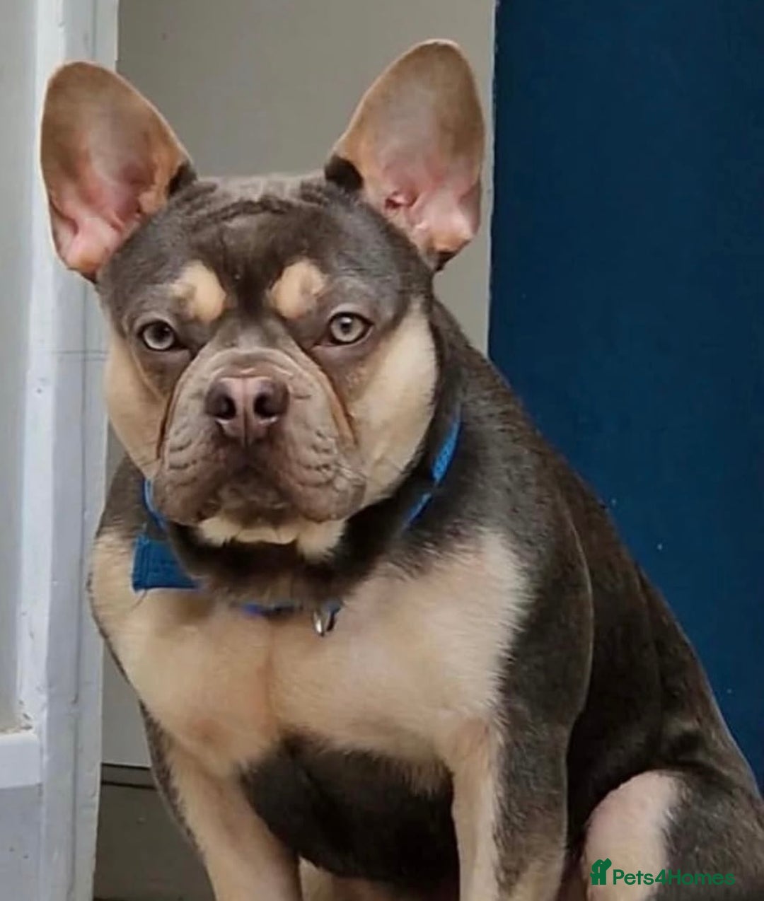 French Bulldog dogs for sale: BLUE & CREAM/TAN Isabella/pink carrying. - Image 31