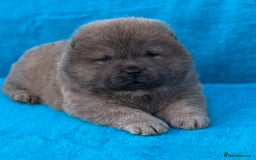 Chow Chow dogs for sale: KC Reg Chow Chow Puppies  - Image 10