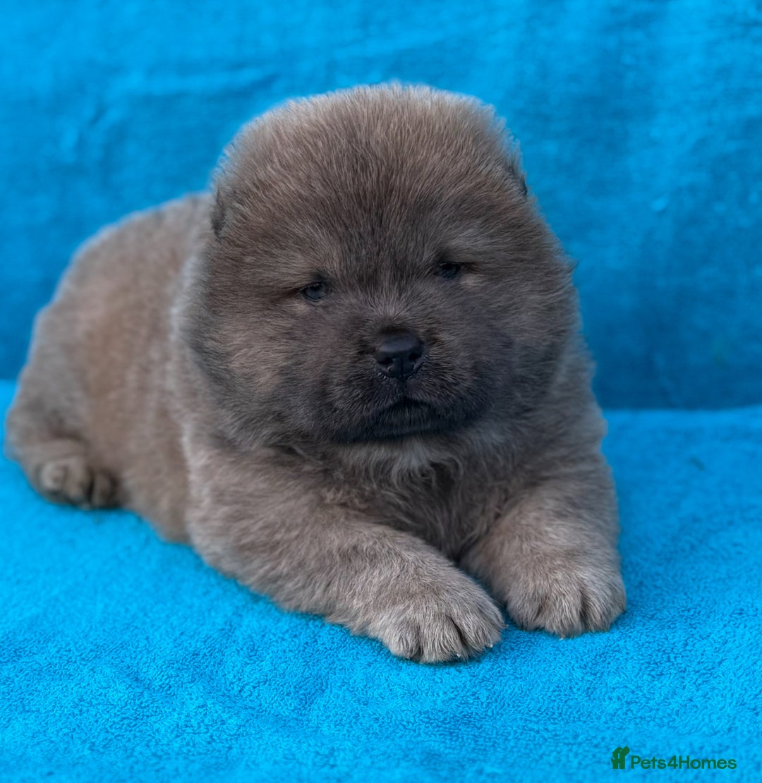 Chow Chow dogs for sale: KC Reg Chow Chow Puppies  - Image 10