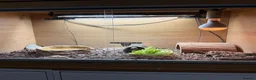 Tortoise reptiles for sale: Hermanns Tortoise and Full Set Up For Sale - Advert 10