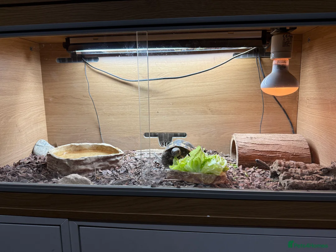 Tortoise reptiles for sale: Hermanns Tortoise and Full Set Up For Sale - Advert 10