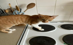 British Shorthair cats for sale: Two male short hair cats - Image 2