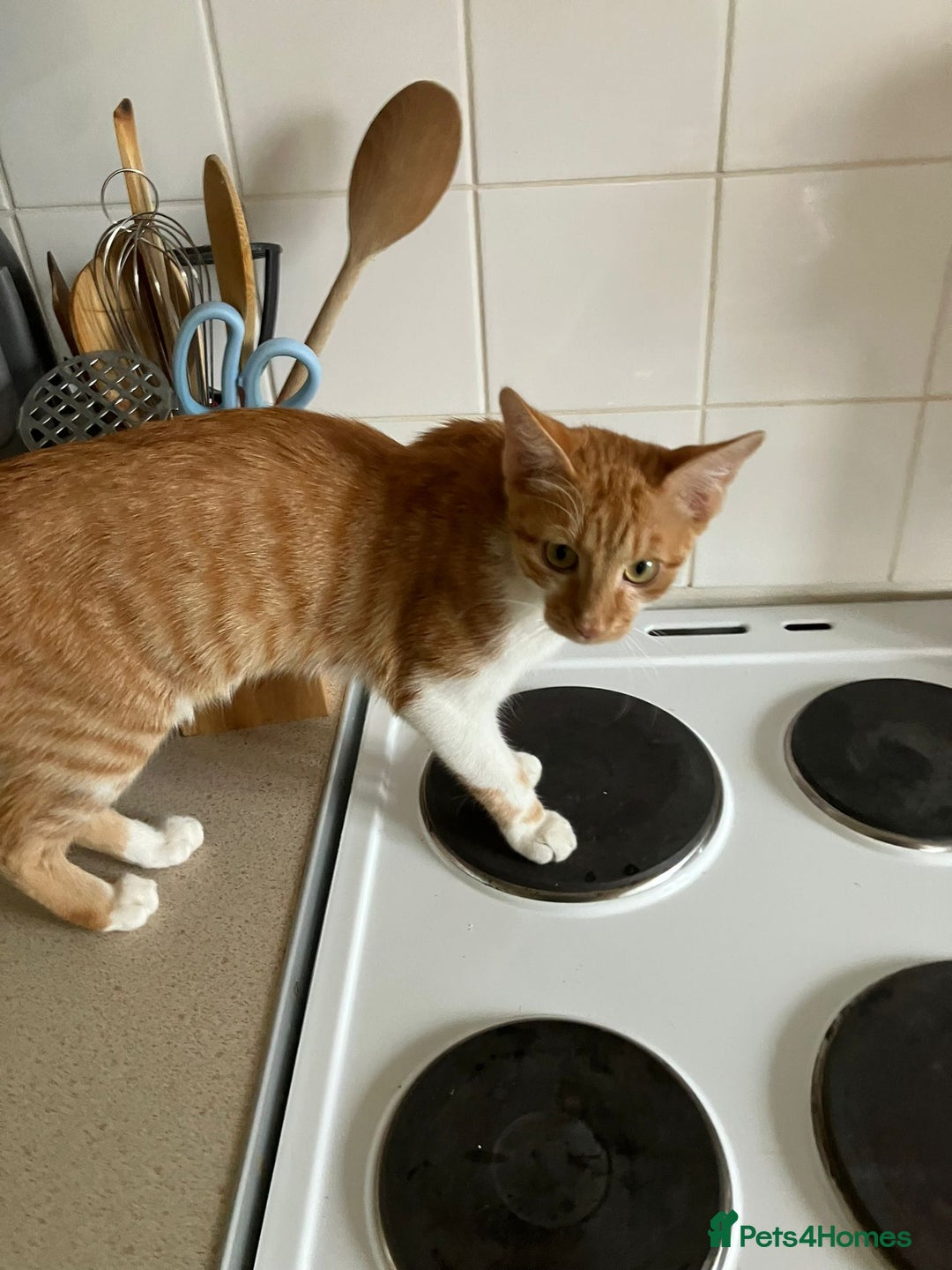 British Shorthair cats for sale: Two male short hair cats - Image 2