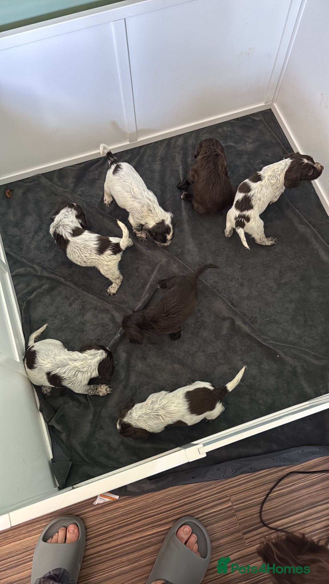 Cocker Spaniel dogs Ready 27.07: Cocker Spaniel Puppies - Advert 10