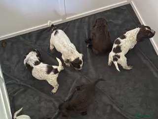 Cocker Spaniel dogs Ready 27.07: Cocker Spaniel Puppies - Advert 10