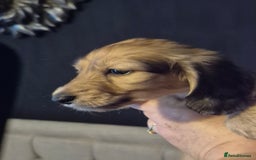 Miniature Dachshund dogs for sale: Miniature dachshunds Long haired cream KC reg  - Image 12