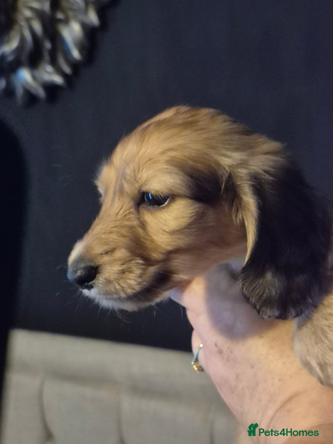 Miniature Dachshund dogs for sale: Miniature dachshunds Long haired cream KC reg  - Image 12