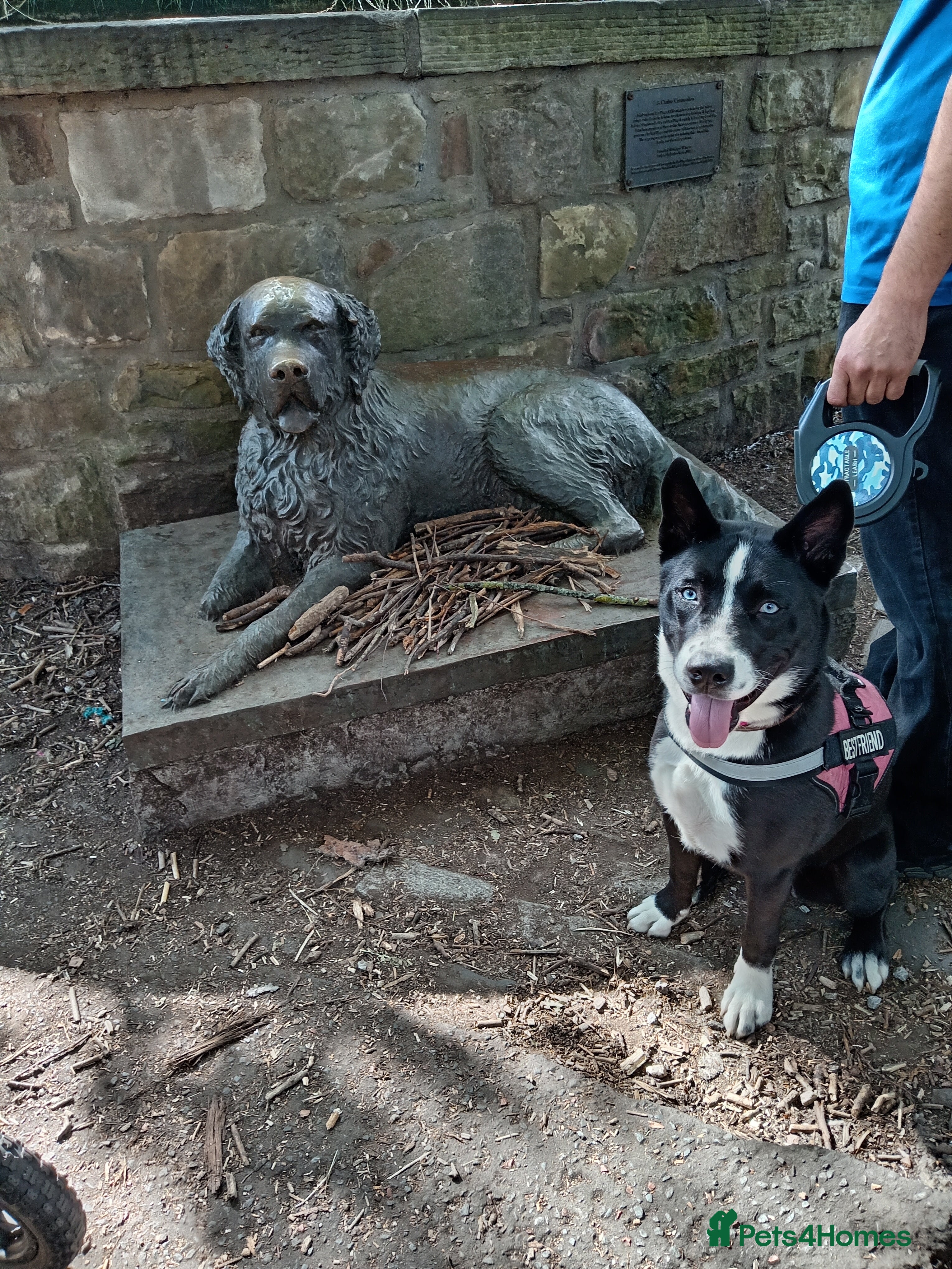 Mixed Breed dogs Husky mix female - Advert 1