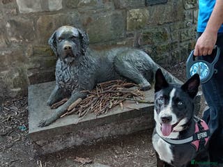 Mixed Breed dogs Husky mix female - Advert 1