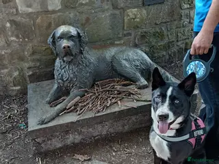 Mixed Breed dogs Husky mix female - Advert 7