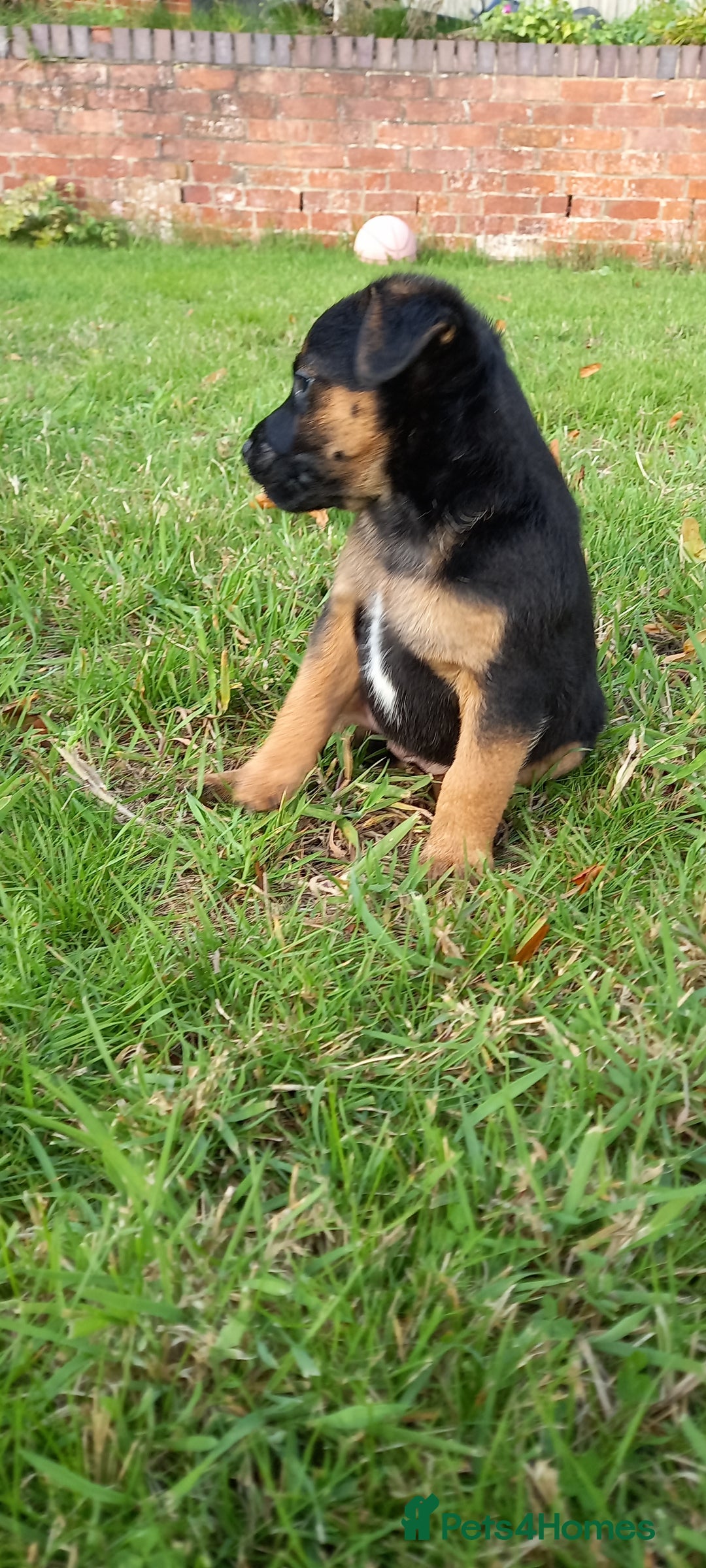 Mixed Breed dogs for sale: Border X Lakeland Terrier Puppies - Image 9
