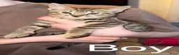 Mixed Breed cats for sale: 6 beautiful Kittens looking for loving home's - Advert 3