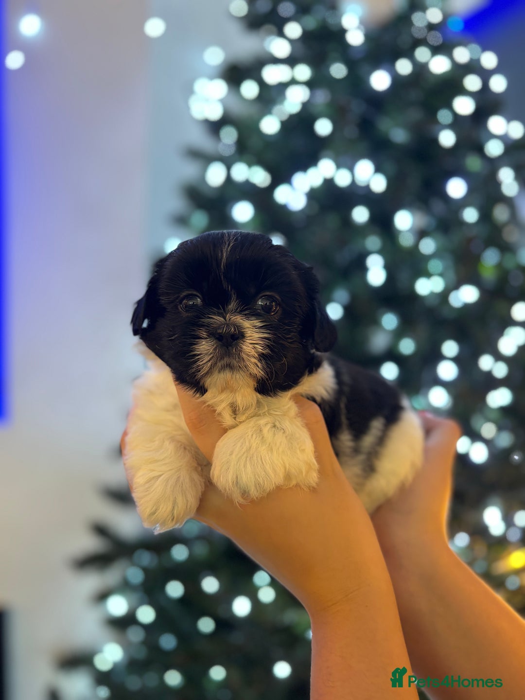 Shih Tzu dogs for sale: Beautiful litter of 6 Shih Tuz pups  - Advert 11