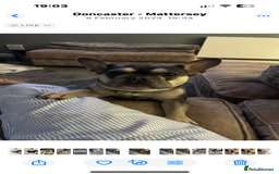 French Bulldog dogs for sale: Ready to go 2 x male French Bulldog KC registered - Image 22