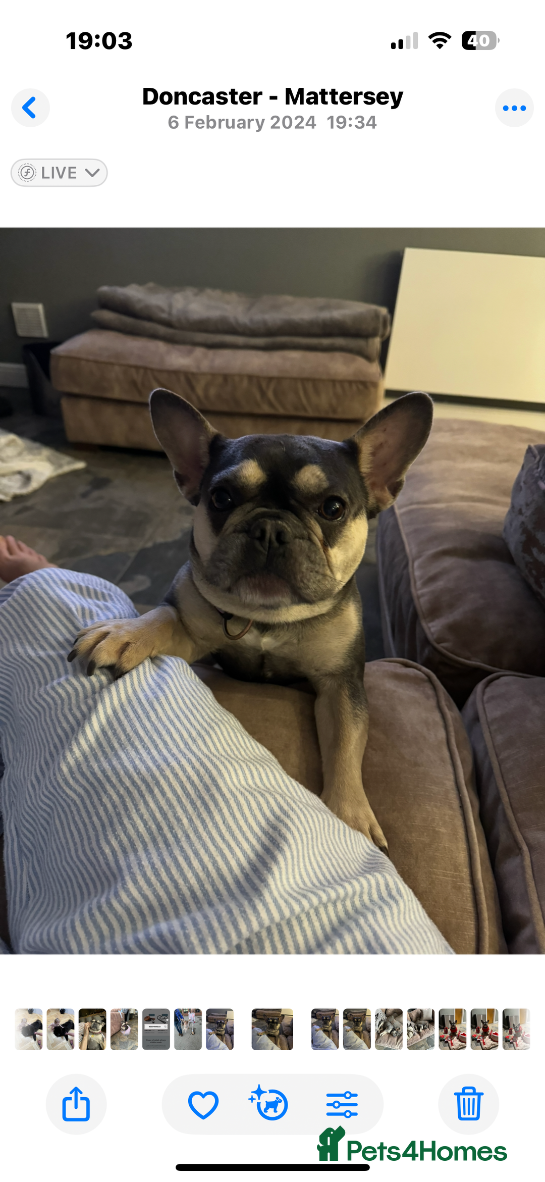 French Bulldog dogs for sale: Ready to go 2 x male French Bulldog KC registered - Image 22