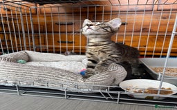 Domestic Shorthair cats for adoption: Adopt from Cats in Crisis East London  - Image 2