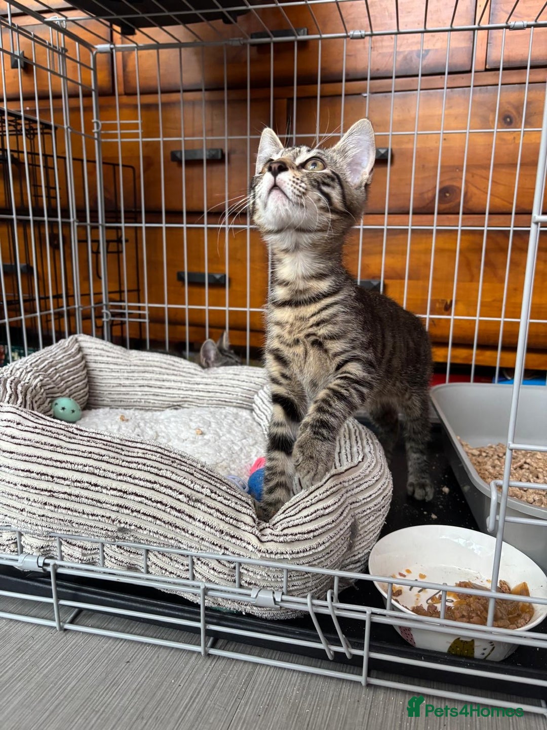 Domestic Shorthair cats for adoption: Adopt from Cats in Crisis East London  - Image 2