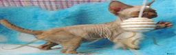 Devon Rex cats for sale: Beautiful Devon Rex Kittens For Sale - Advert 19