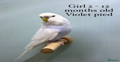 Budgerigars birds - Advert 5