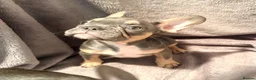 French Bulldog dogs for sale: KC Registered EXCELLENT BLOODLINE HEALTH TESTED - Advert 4