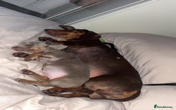 Dachshund dogs for sale: Sausage dog for sale  - Image 5