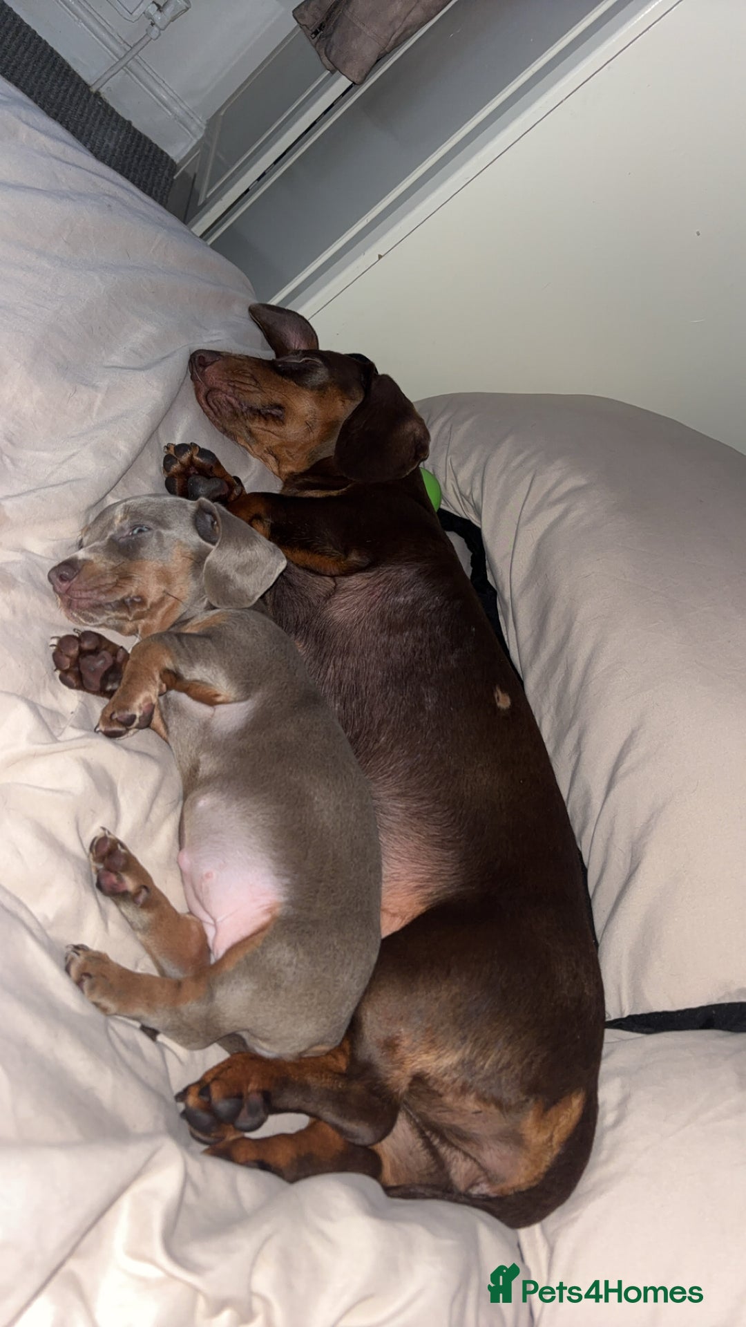 Dachshund dogs for sale: Sausage dog for sale  - Image 5
