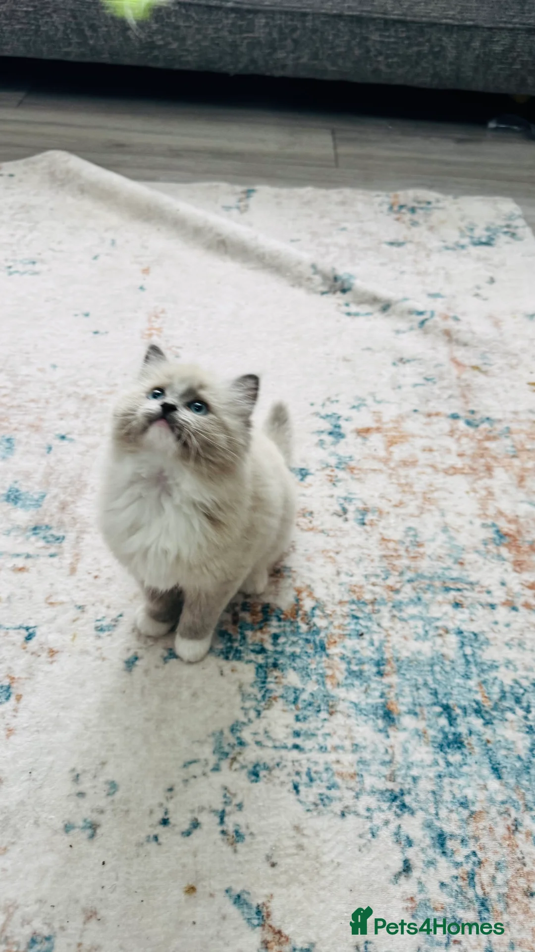 Ragdoll cats for sale: 100% Pure Mink and Blue Point Ragdoll Kittens  - Advert 3