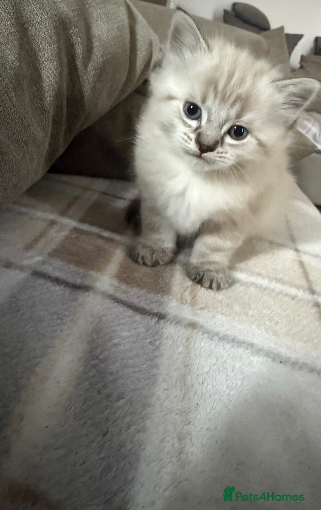 Ragdoll cats for sale: Ragdoll kittens  - Image 3