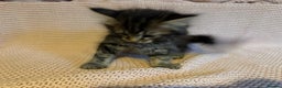 Maine Coon cats for sale: Maine Coon Bengal Cross - Advert 15