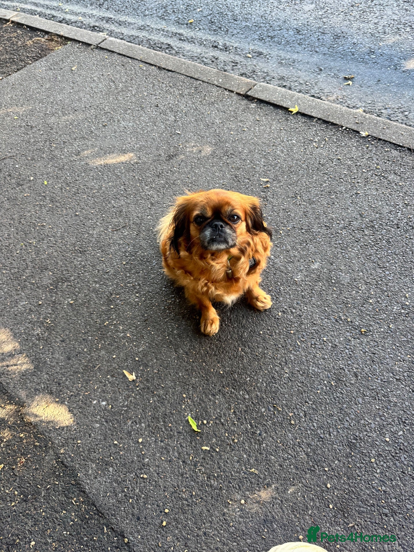 Mixed Breed dogs TILLY Pugalier and Rupert Cavalier King Charles  - Advert 4