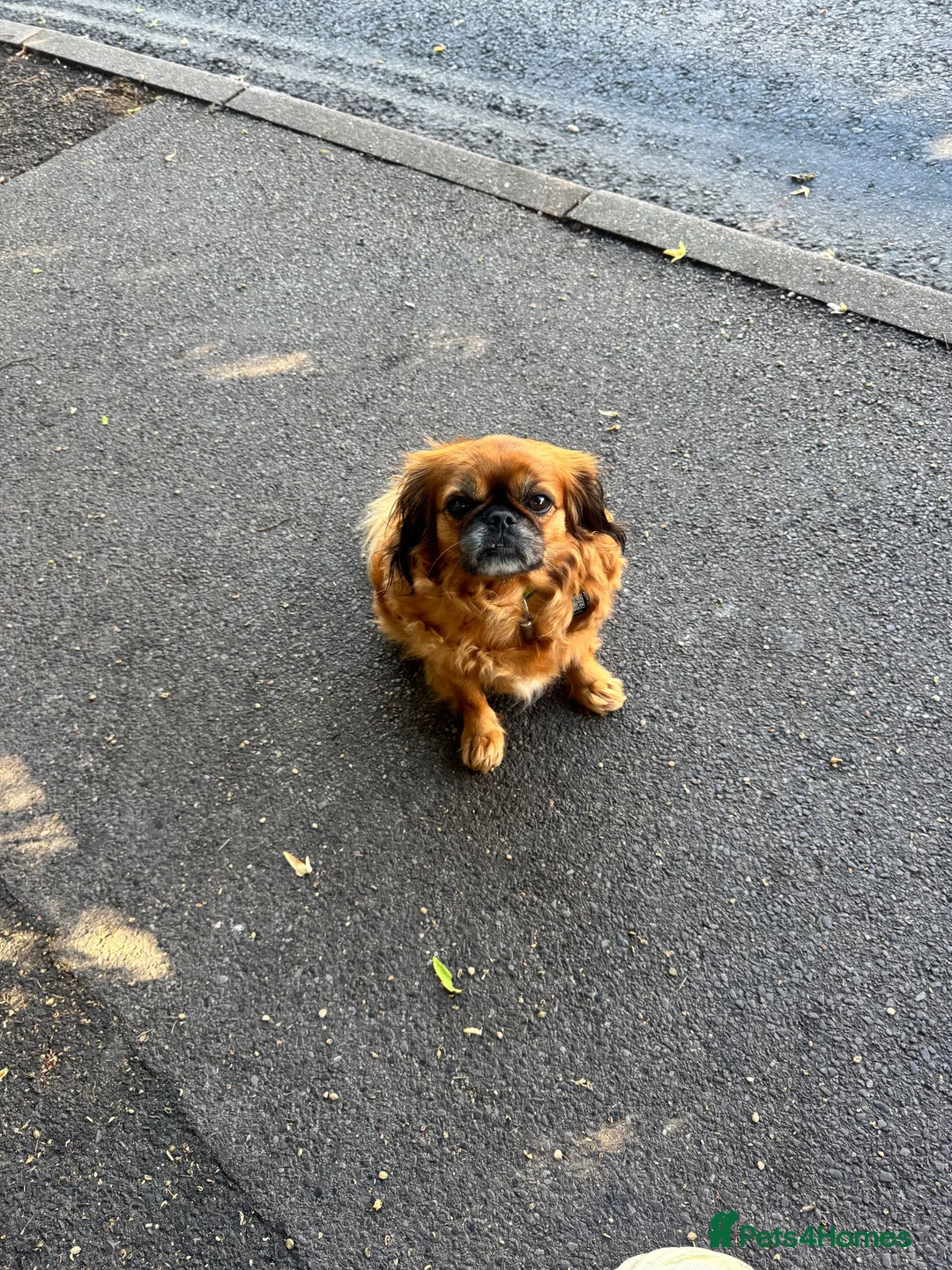 Mixed Breed dogs for sale: TILLY Pugalier and Rupert Cavalier King Charles  in Southampton - Advert 1