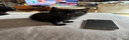 British Shorthair cats for sale: 2 beautiful black kittens  - Advert 4