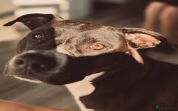 Mixed Breed dogs for sale: Remi  - Image 6