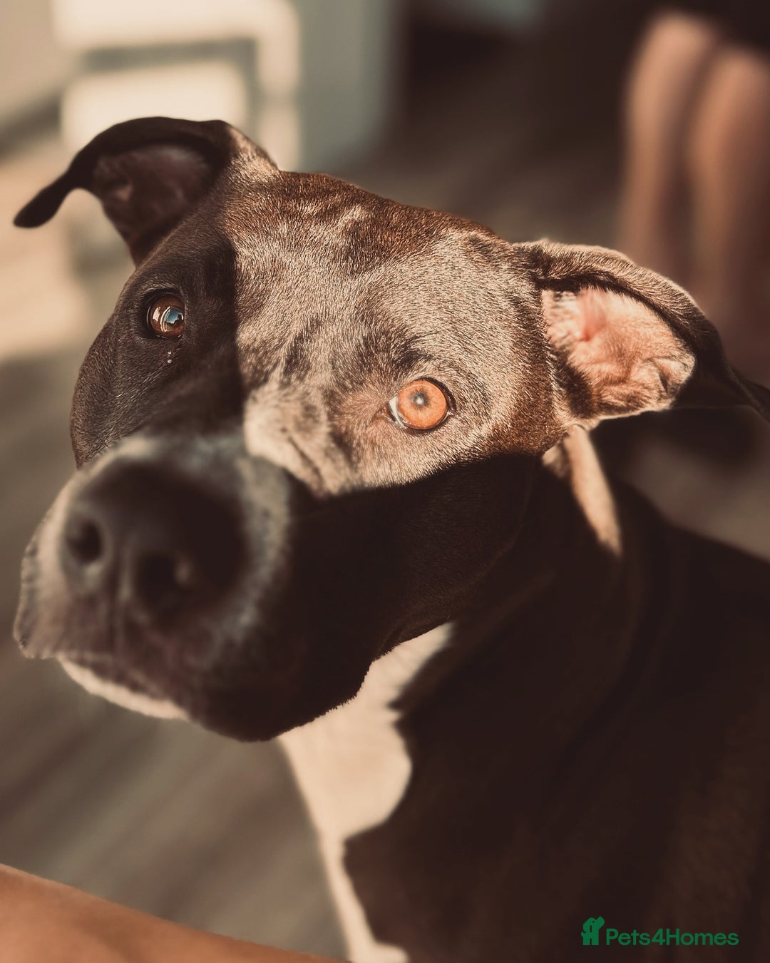 Mixed Breed dogs for sale: Remi  - Image 6