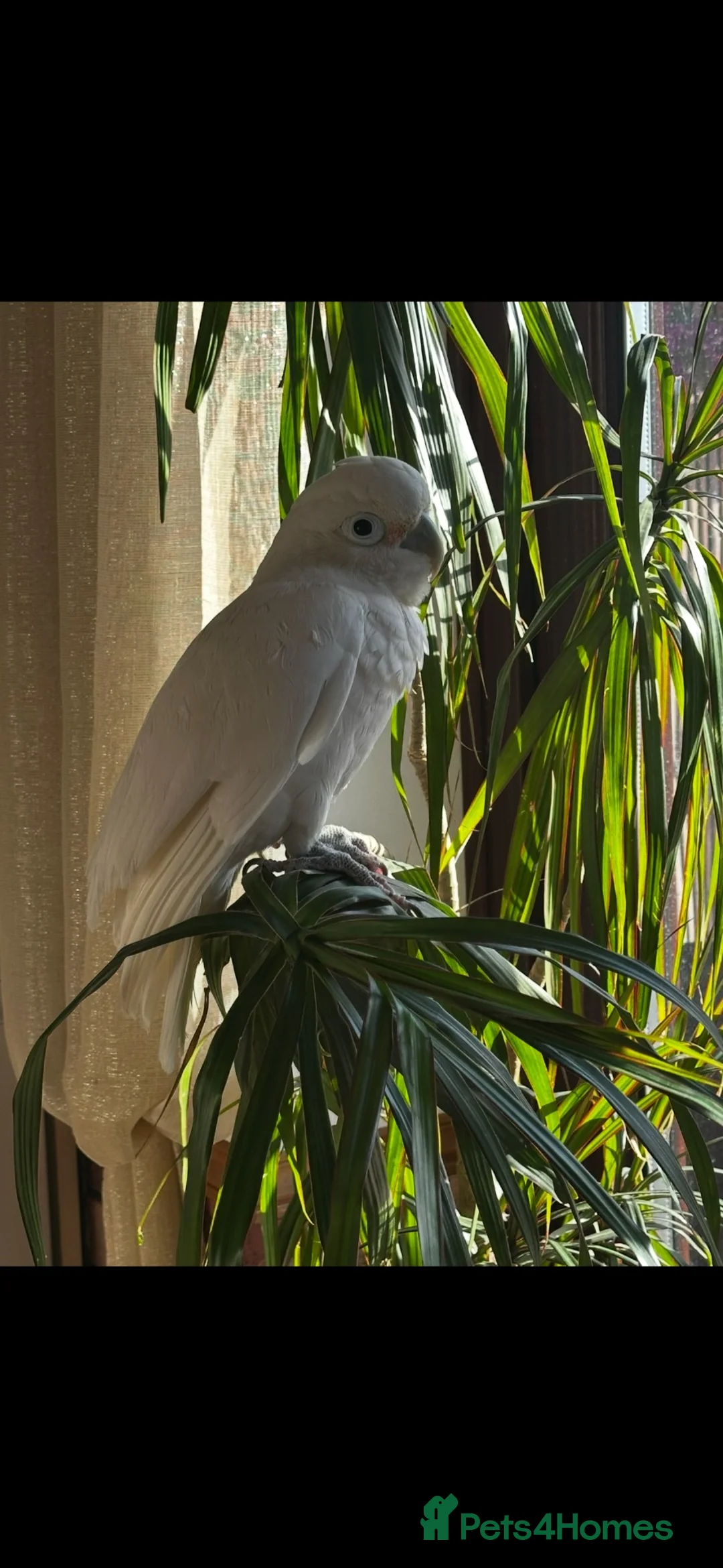 Cockatoo birds for sale: Goffin Cockatoo - Advert 2