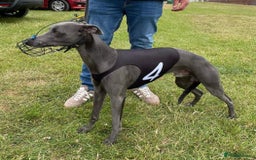 Whippet dogs for sale: 🐾 KC Registered Black Whippet Puppies 🐾 - Image 34