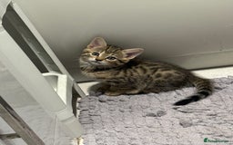 Bengal cats for sale: Four Adorable Half-Bengal Kittens for Sale 🐾 - Image 9