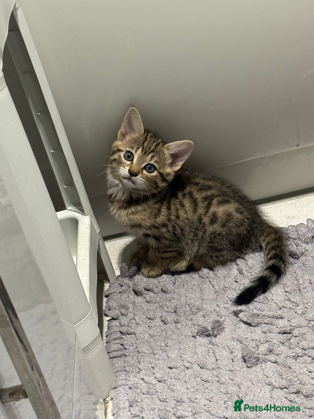 Bengal cats for sale: Four Adorable Half-Bengal Kittens for Sale 🐾 - Image 9