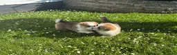Welsh Corgi Pembroke dogs for sale: Handsome KC Reg Pembroke Corgi Pups in Caerphilly - Advert 10
