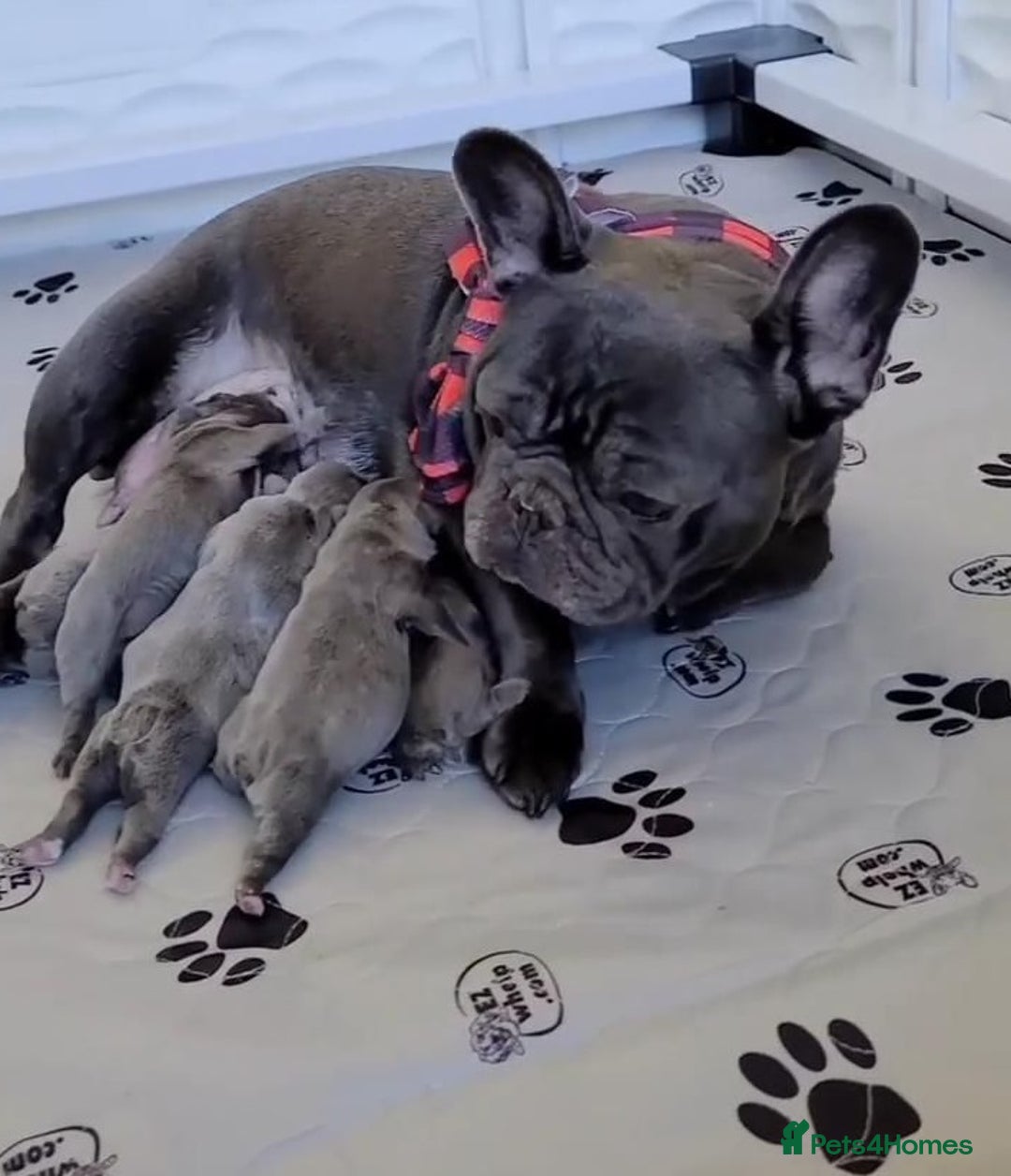 French Bulldog dogs for sale: Healthy Blue French Bulldog Babies - Image 17