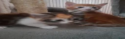 Domestic Shorthair cats for sale: Kittens for Sale - Advert 7